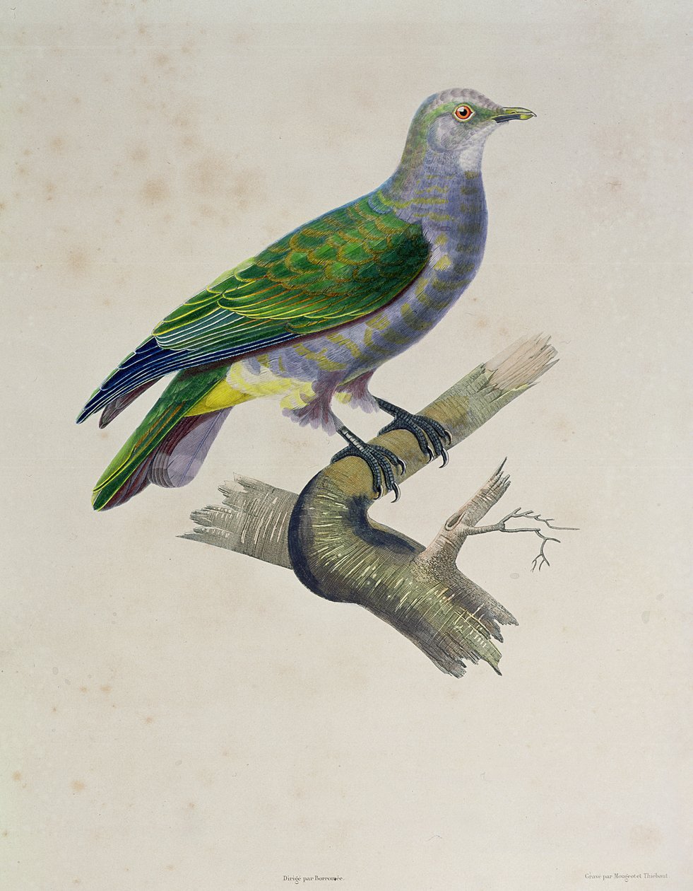 एक कबूतर, &39;वॉयज अराउंड द वर्ल्ड ऑन द फ्रिगेट वीनस, 1836-39&39;, मोउगोट और थेबट द्वारा उत्कीर्ण, 1841 द्वारा पॉल लुइस औडार्ट