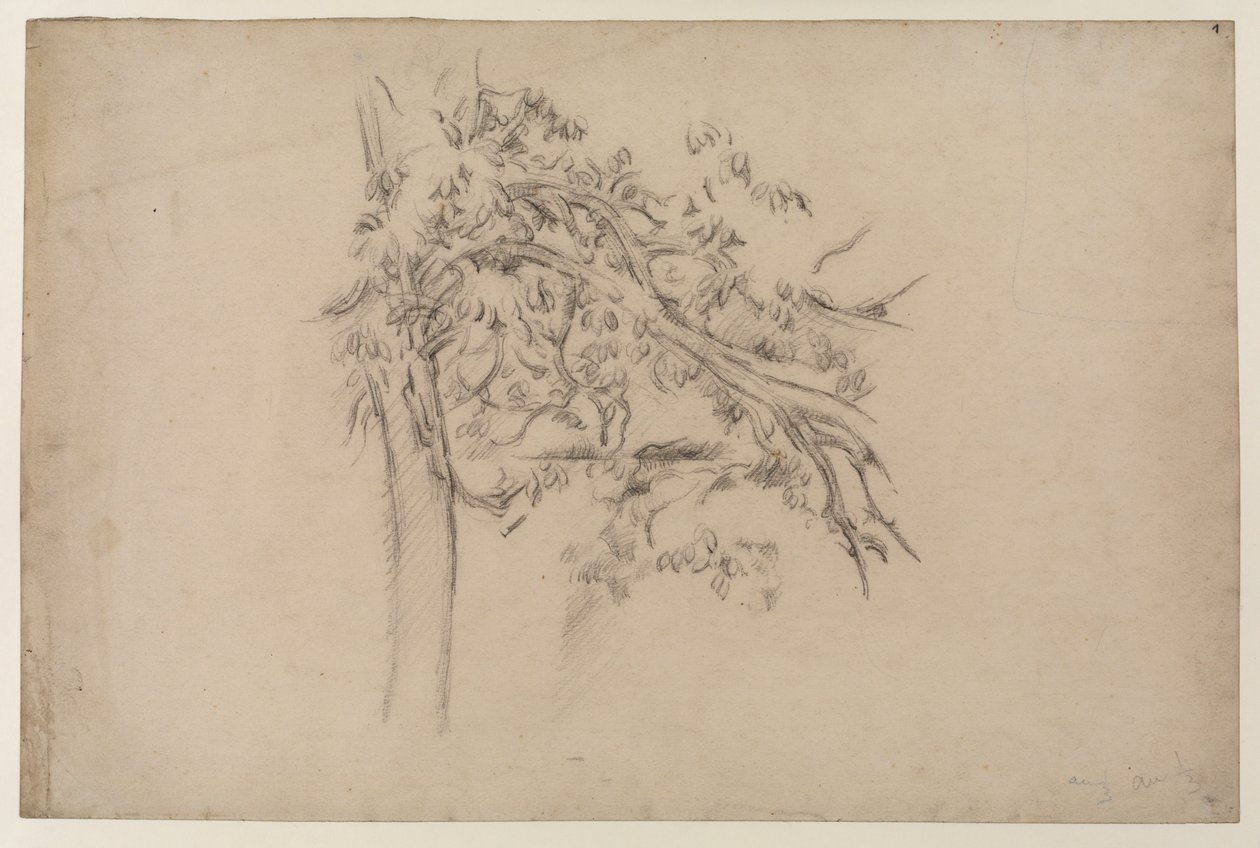 एक पेड़ का अध्ययन, c.1885-87 (कागज पर ग्रेफाइट) द्वारा पॉल सेज़ेन