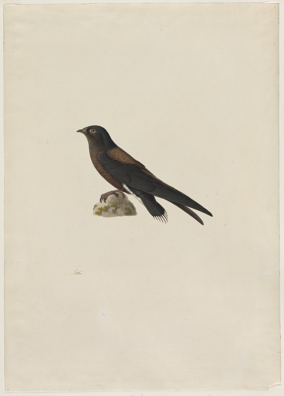 सुई-पूंछ वाला स्विफ्ट हीरुंडापस कौडाकुलस, 1800s। द्वारा पॉल हूएट