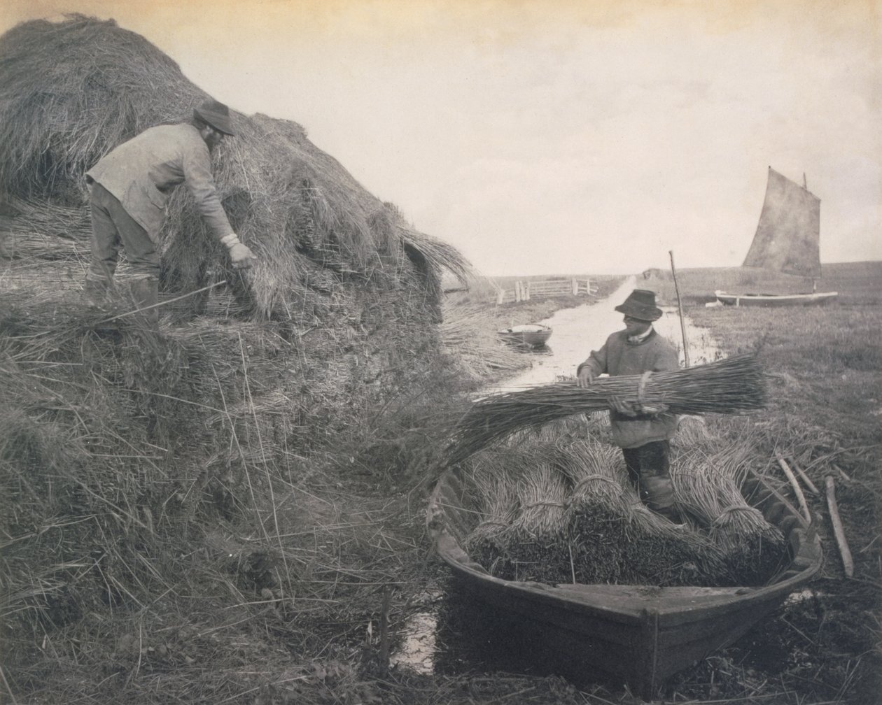 नॉरफ़ॉक ब्रोड्स पर रीड, लाइफ एंड लैंडस्केप रीकिंग, c.1886 द्वारा पीटर इमर्सन और थॉमस गुडॉल