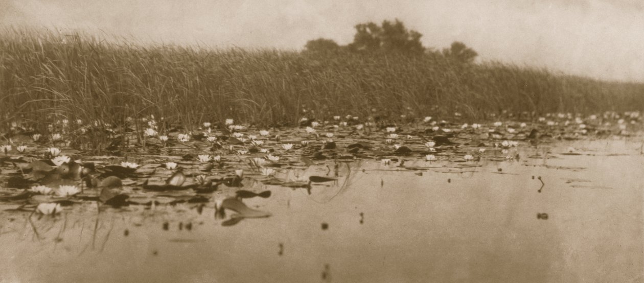 जल-लिली, नॉरफ़ॉक ब्रोड्स, 1886 पर जीवन और लैंडस्केप द्वारा पीटर इमर्सन और थॉमस गुडॉल