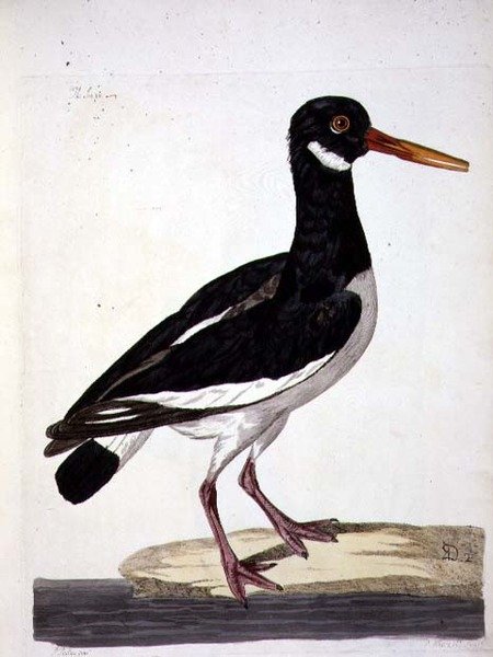 पीटर माज़ेल (fl.1761-97) 1766 (उत्कीर्णन) द्वारा उकेरी गई 'द ब्रिटिश जूलॉजी, क्लास II: बर्ड्स' की सी पाई या ऑयस्टरकैचर (हेमेटोपस ऑस्ट्रेलेगस) प्लेट द्वारा पीटर (बाद में) Paillou