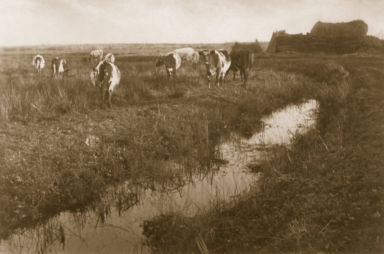 मार्श पर मवेशी, c.1886 द्वारा पीटर इमर्सन और थॉमस गुडॉल