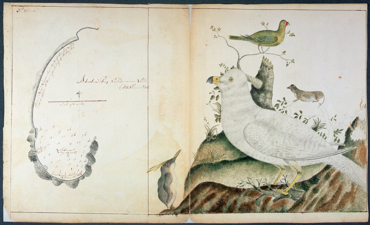 एडवेंचर बे का चार्ट, वैन डायमन्स लैंड, c.1773 (कागज पर पानी के रंग का) द्वारा पीटर फैनिन