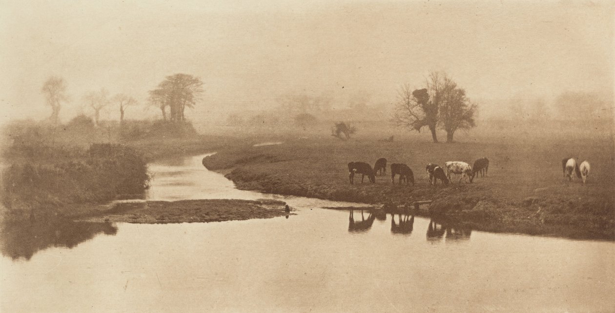 दलदल पर भेड़ [मवेशी के साथ लैंडस्केप], 1890-1891, 1893 मुद्रित। द्वारा पीटर हेनरी इमर्सन
