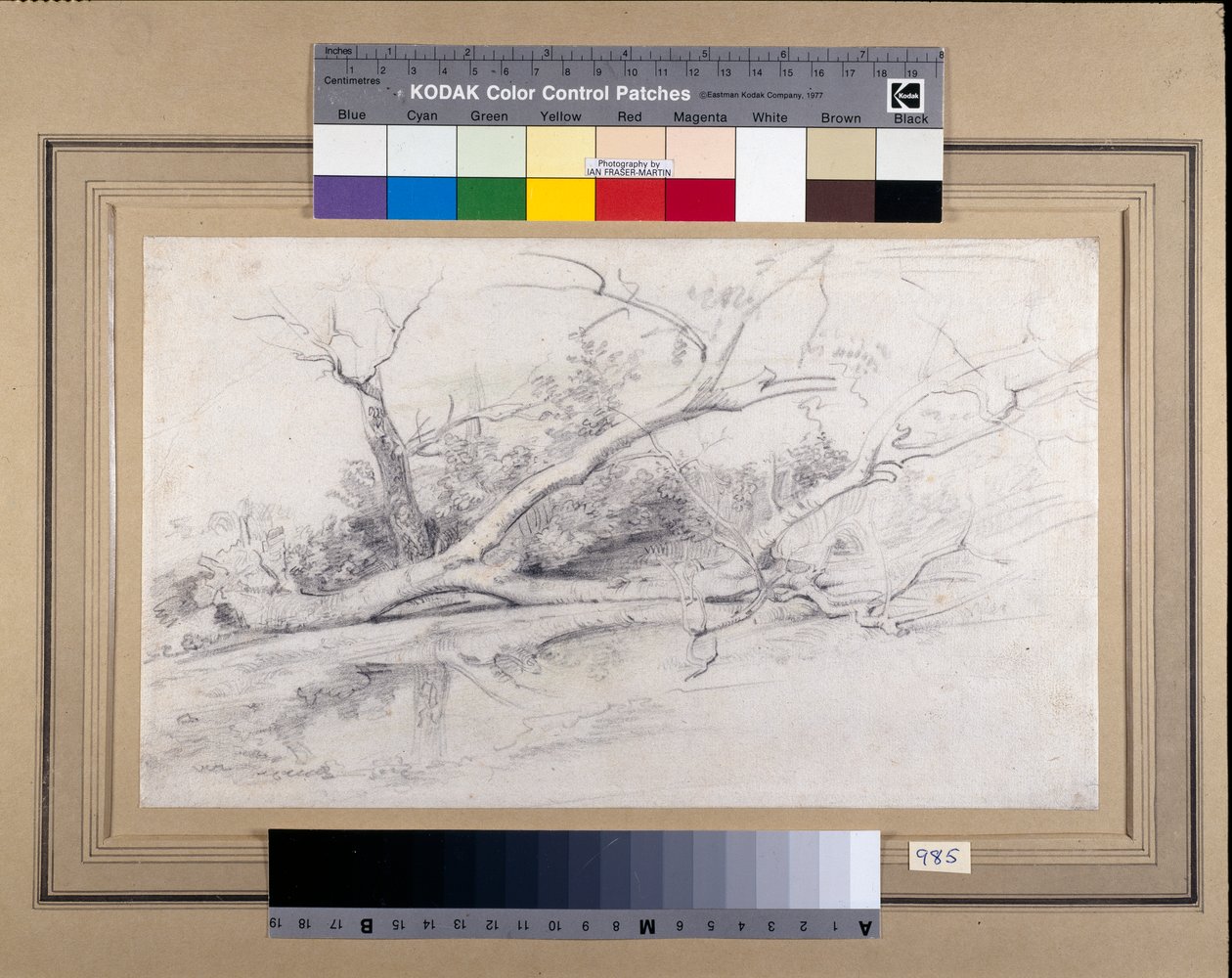एक पूल के पास गिरा हुआ पेड़, c.1630 (कागज पर धोने के साथ काले और लाल चाक) द्वारा पीटर पॉल रूबेन्स
