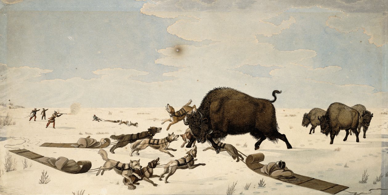 बफ़ेलो हंट, c.1822-1824 द्वारा पीटर रिंडिसबैकर