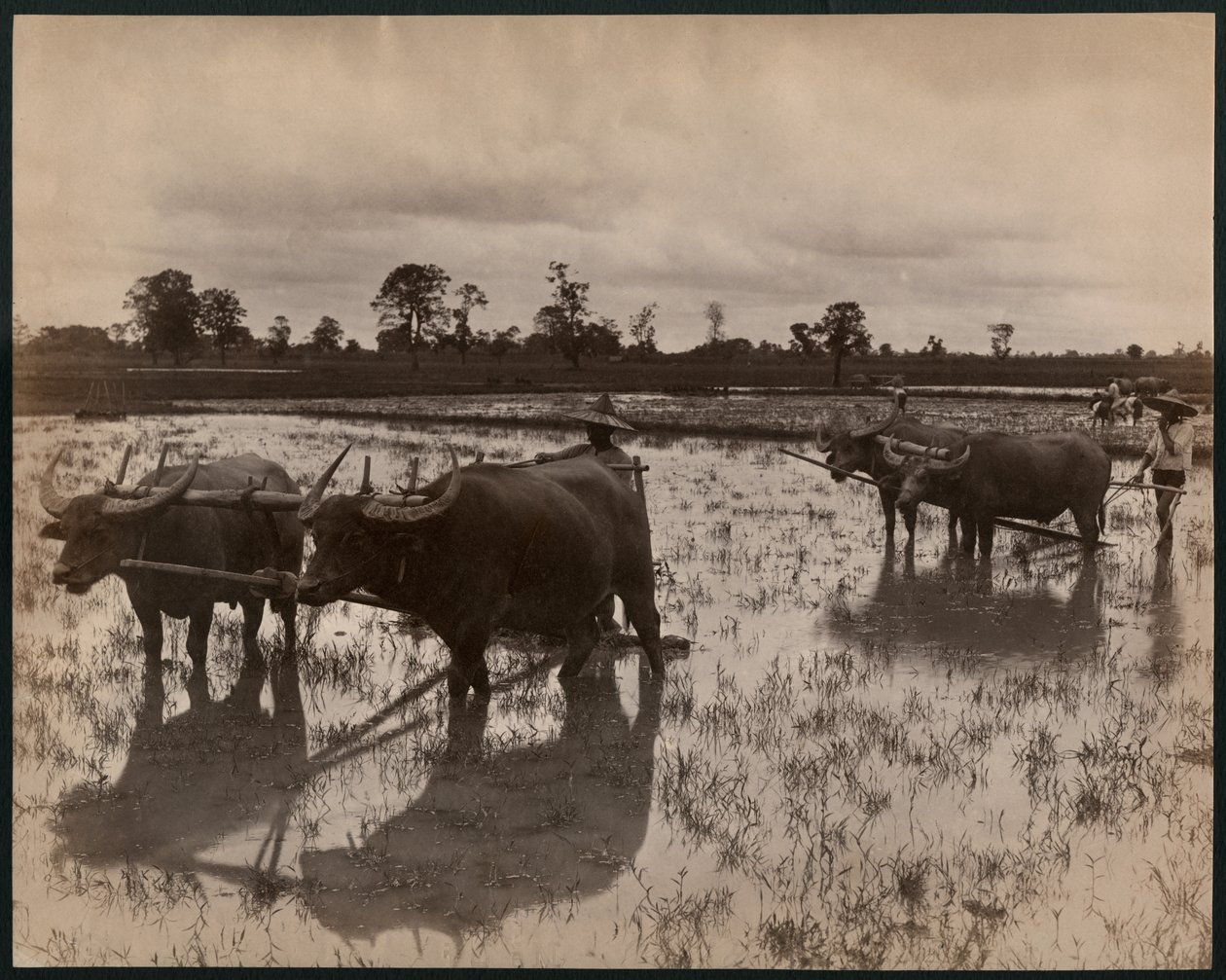 फार्म का काम, c.1880 (एल्बम प्रिंट) द्वारा फिलिप एडोल्फ खीर