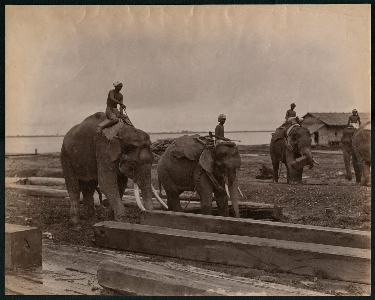 हाथियों के साथ काम करना, c.1880 (एल्बम प्रिंट) द्वारा फिलिप एडोल्फ खीर