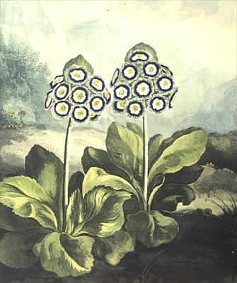 प्रिमरोज़: रॉबर्ट थॉर्नटन के "टेम्पल ऑफ़ फ्लोरा" 1807 से सदरलैंड द्वारा उकेरी गई प्रिमुला ऑरिकुला द्वारा फिलिप (बाद) रीनागले