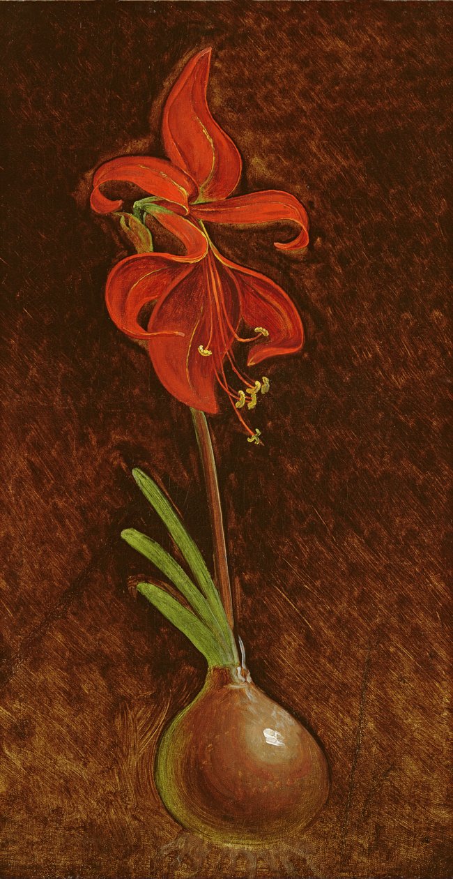 Amaryllis Formosissima, 1808 द्वारा फिलिप ओटो रन
