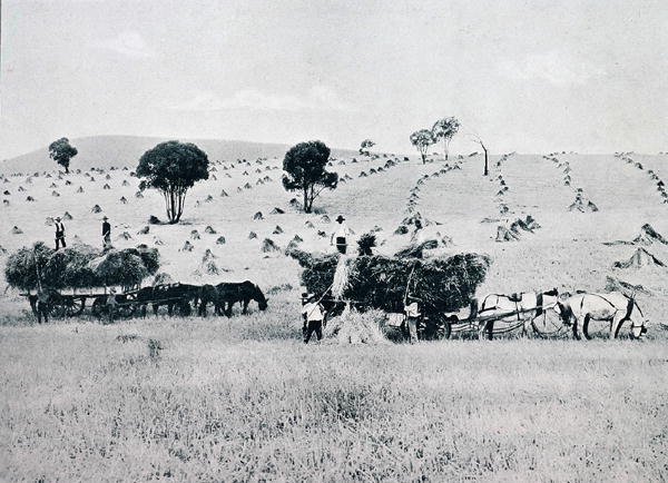 हार्वेस्टिंग, न्यू साउथ वेल्स, c.1900, 'अंडर द सदर्न क्रॉस - ऑस्ट्रेलिया की झलक' से, विदेश विभाग, मेलबर्न द्वारा प्रकाशित द्वारा फोटोग्राफर ऑस्ट्रेलियाई
