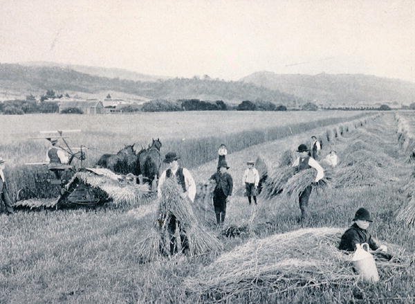 रीपिंग गेहूँ, तस्मानिया, c.1900, 'अंडर द सदर्न क्रॉस - ग्लिम्पसेज़ ऑफ़ ऑस्ट्रेलिया' से, विदेश विभाग, मेलबर्न द्वारा प्रकाशित द्वारा फोटोग्राफर ऑस्ट्रेलियाई