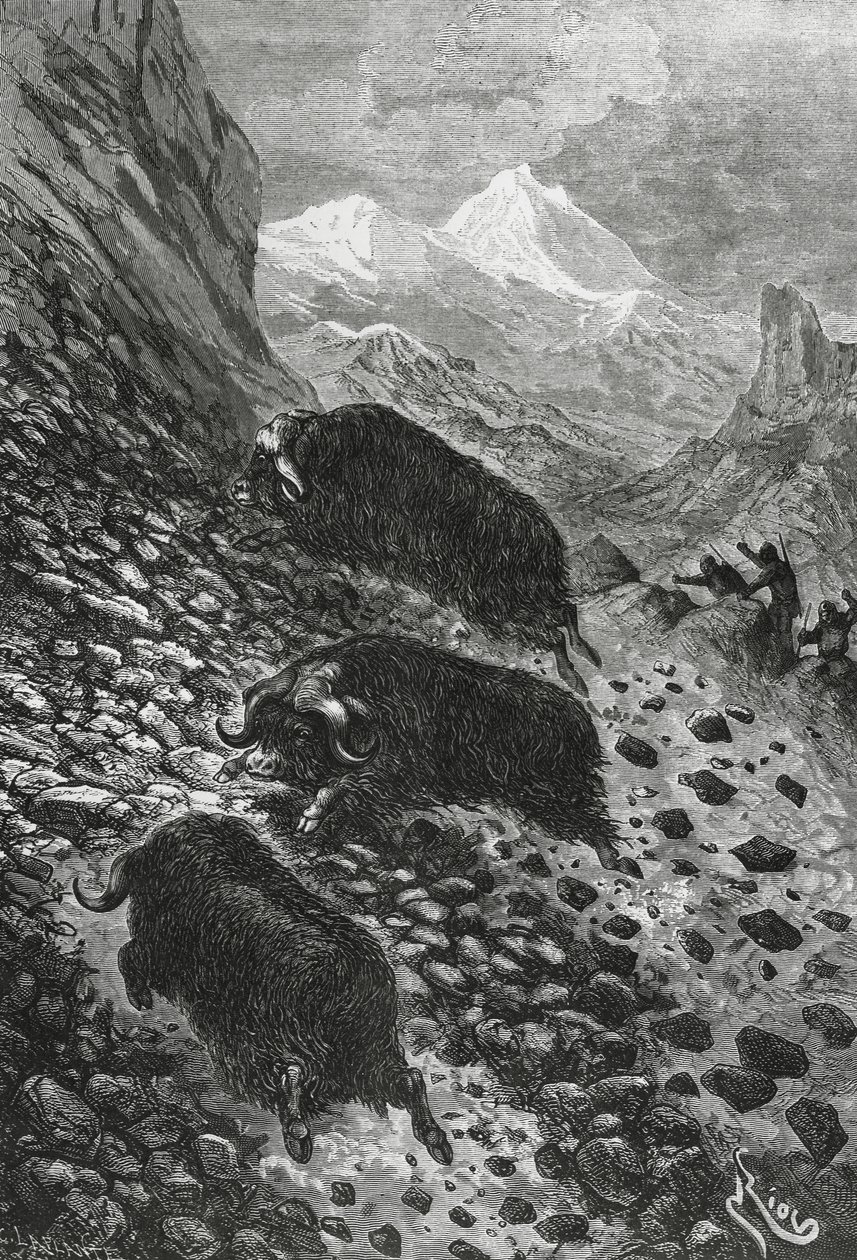 कस्तूरी बैल, एडौर्ड रिउ द्वारा लकड़बग्घा (1833-1900) द्वारा ब्लेज़ निकोलस ले सुयूर