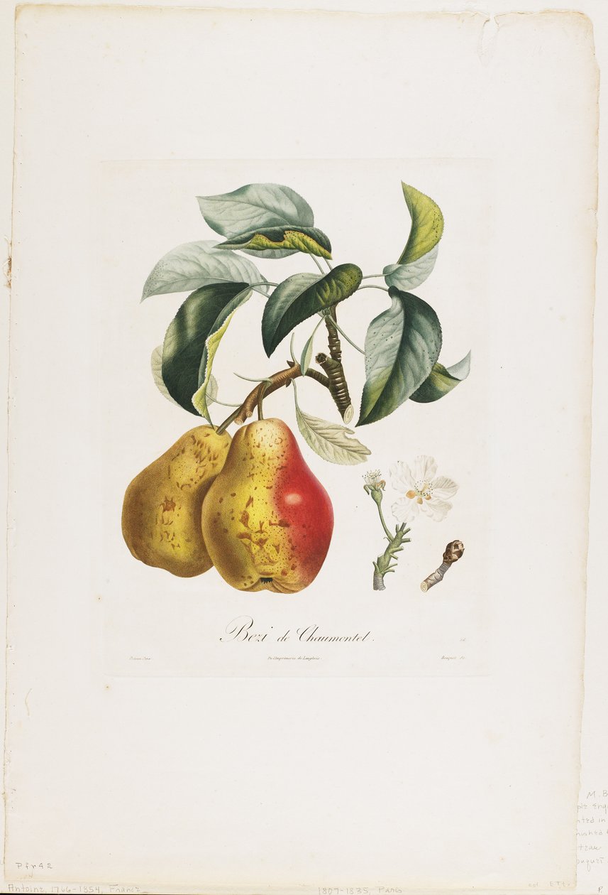 बीज़ी डी चौमोंटेल (नाशपाती), फ्रूट ट्री ट्रेड्स से, 1807-35 (हाथ से रंगा हुआ स्टिपल उत्कीर्णन) द्वारा पियरे एंटोनी पॉइट्यू