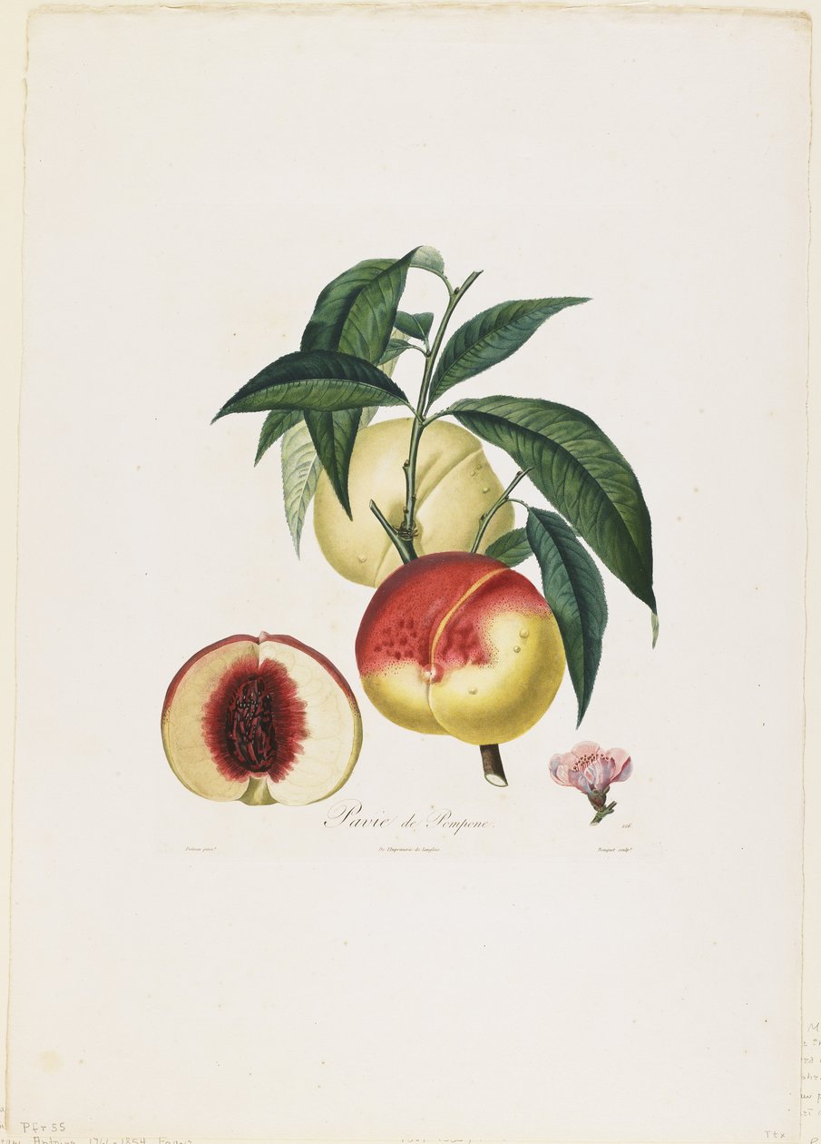 पोम्पोन की पाविया। (पीचिस), फ्रूट ट्री ट्रैक्ट्स से, 1807-35 (हाथ से रंगा हुआ स्टिपल उत्कीर्णन) द्वारा पियरे एंटोनी पॉइट्यू