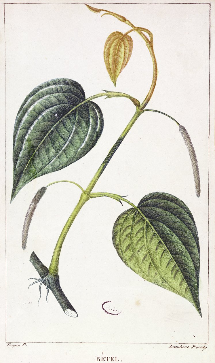 बेताल, वानस्पतिक प्लेट, c.1810 द्वारा पियरे जीन फ्रांकोइस टरपीन