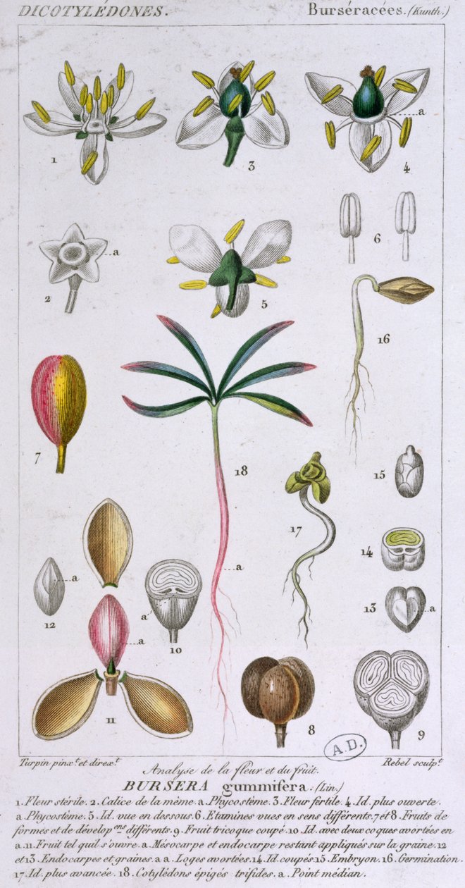 विद्रोही गुम्मिफेरा, विद्रोही c.1810-20 (रंग उत्कीर्णन) द्वारा पियरे जीन फ्रांकोइस टरपीन