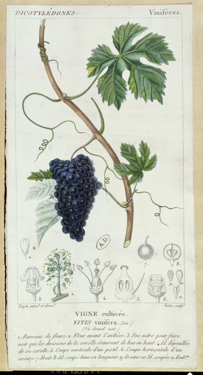 अंगूर की बेल (Vitis Vinifera) वनस्पति प्लेट, c.1820 द्वारा पियरे जीन फ्रांकोइस टरपीन