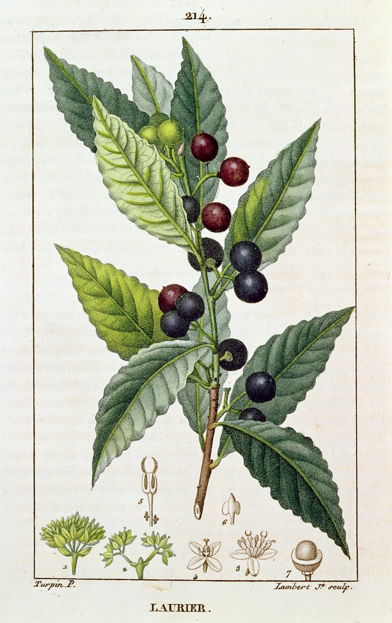 लॉरेल, वनस्पति प्लेट, c.1810 द्वारा पियरे जीन फ्रांकोइस टरपीन