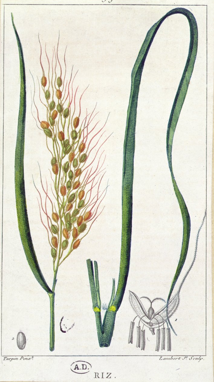 चावल, c.1820 (रंग उत्कीर्णन) द्वारा पियरे जीन फ्रांकोइस टरपीन