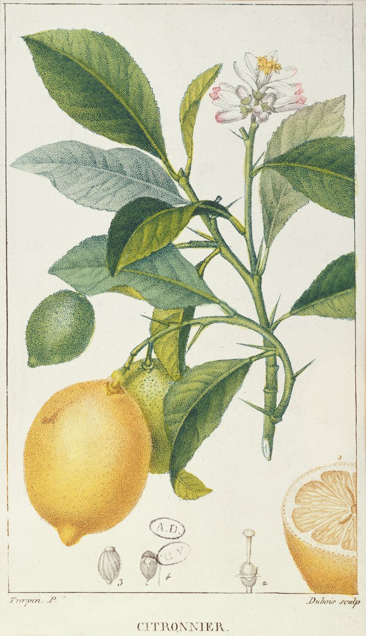 लेमन ट्री, डुबोइस द्वारा उकेरा गया, c.1820 द्वारा पियरे जीन फ्रांकोइस टरपीन