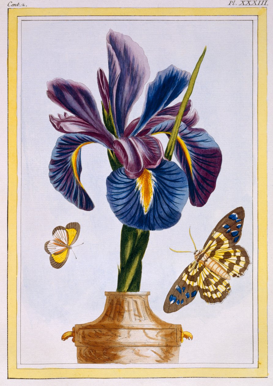 तितलियों के साथ आम आइरिस, c.1776 (हाथ से रंग की नक्काशी) द्वारा पियरे जोसेफ बुकोज़ो