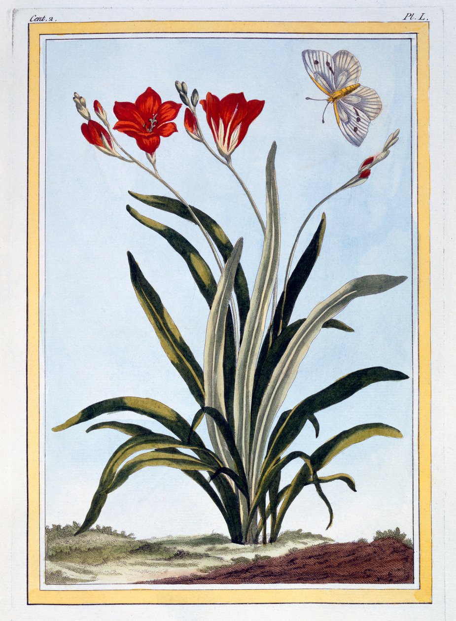 कॉर्नली, c.1766 (हाथ से रंगीन उत्कीर्णन) द्वारा पियरे जोसेफ बुकोज़ो