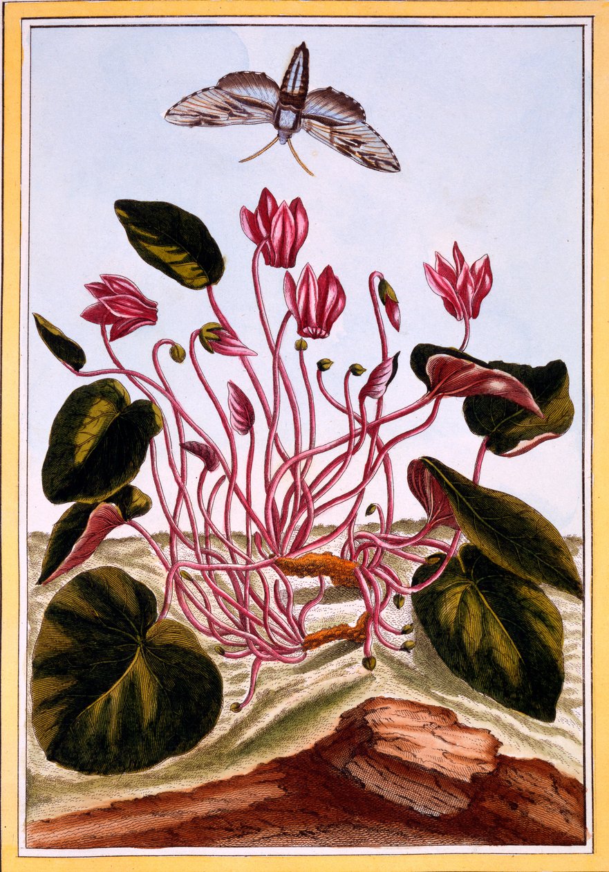साइक्लेमेन, c.1766 (हाथ से सजी रंग की) द्वारा पियरे जोसेफ बुकोज़ो