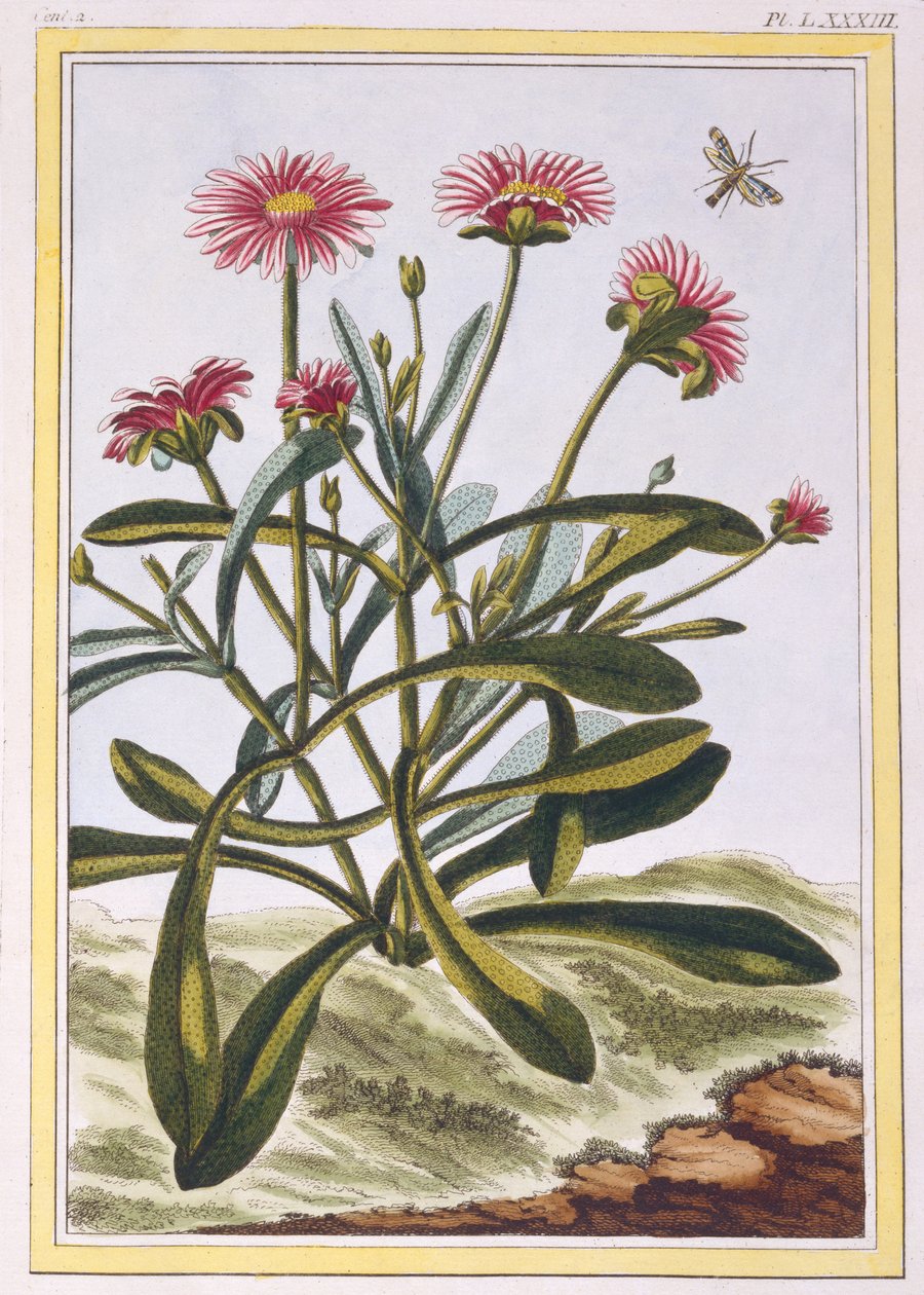 La Ficode d&39;Afrique या Mesembryanthemum, c.1776 (हाथ से रंग की नक्काशी) द्वारा पियरे जोसेफ बुकोज़ो