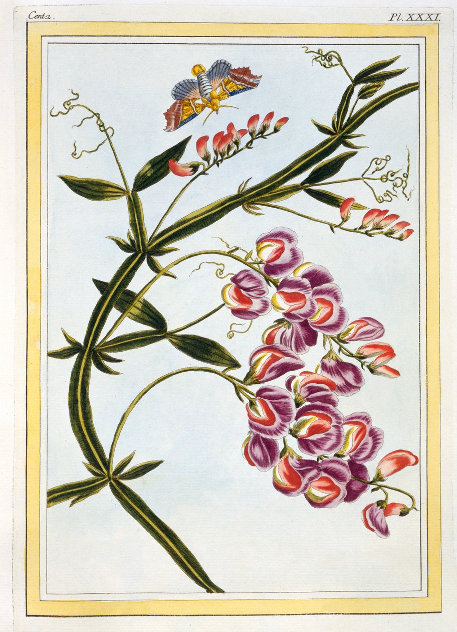 ले ग्रैंड लिथरे (चिरस्थायी मीठे मटर), c.1776 (हाथ से रंगा हुआ उत्कीर्णन) द्वारा पियरे जोसेफ बुकोज़ो