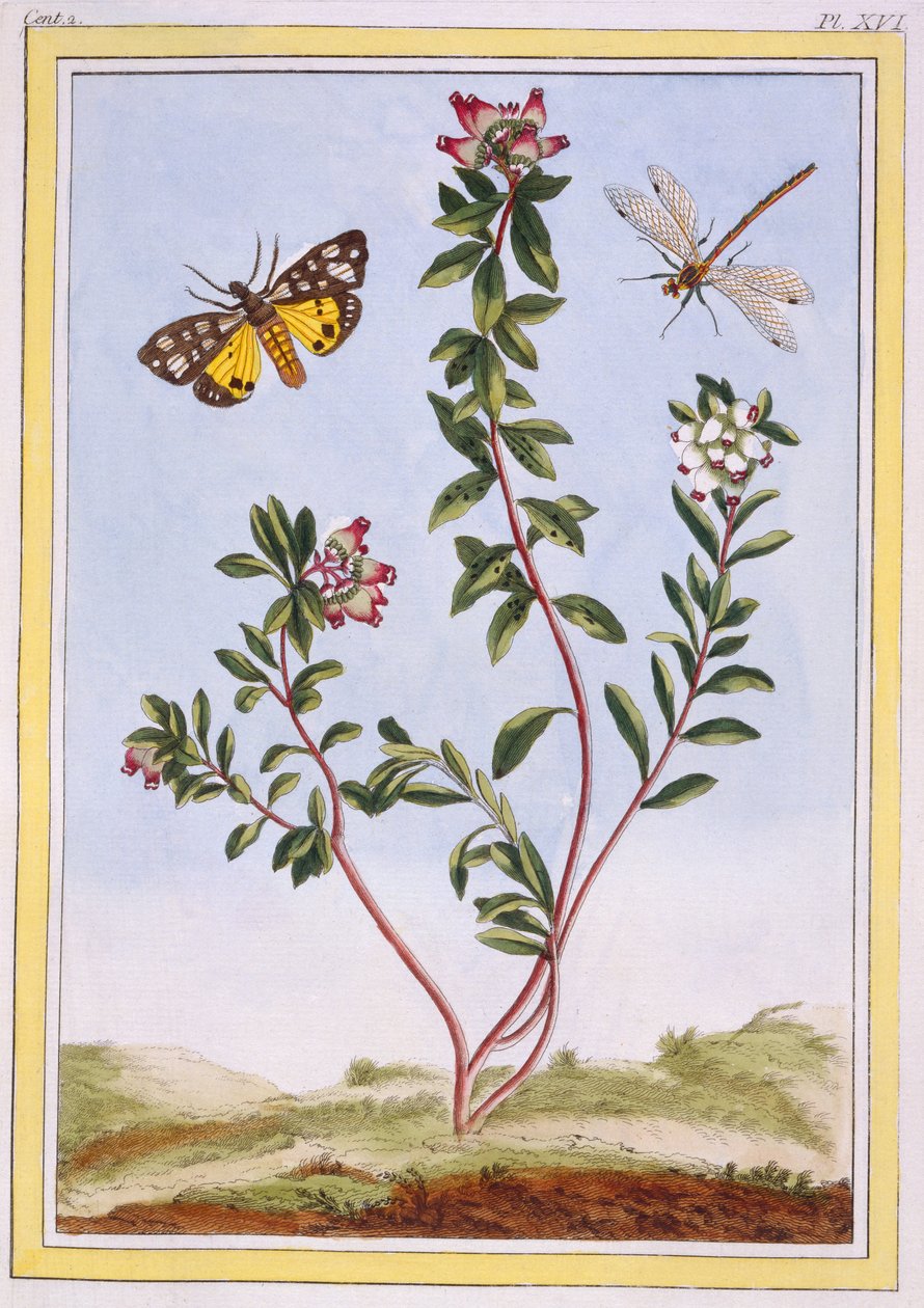 ले पेटिट आर्बूसियर डेस एल्प्स (माउंटेन हीदर), सी .१ (६ (हाथ से रंगा हुआ उत्कीर्णन) द्वारा पियरे जोसेफ बुकोज़ो