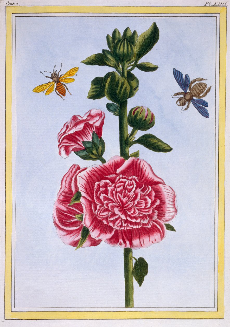 पासरोज़ (होलीहॉक), c.1776 (हाथ से सजी नक्काशी) द्वारा पियरे जोसेफ बुकोज़ो