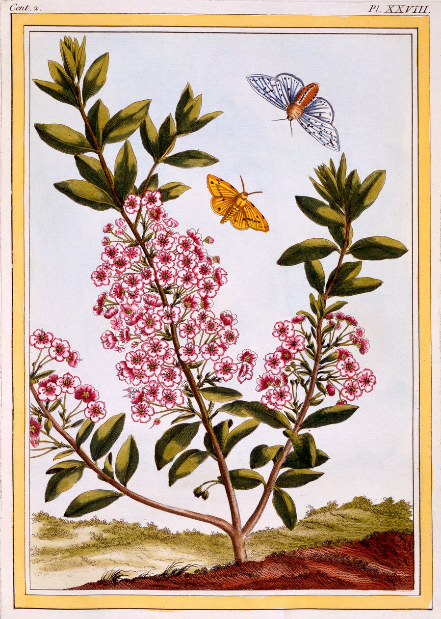 भेड़ का लॉरेल (कलमिया एगुस्टिफ़ोलिया), सी। १ -६६ (हाथ से सजी रंग की नक्काशी) द्वारा पियरे जोसेफ बुकोज़ो