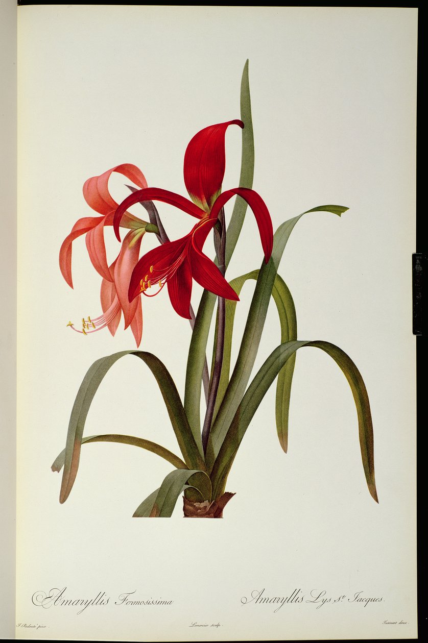 Amaryllis Formosissima, 1808, पियरे रेडआउट द्वारा `लेस लिलियास &39;से, 8 खंड, 1805-16 प्रकाशित द्वारा पियरे जोसेफ रेडाउट