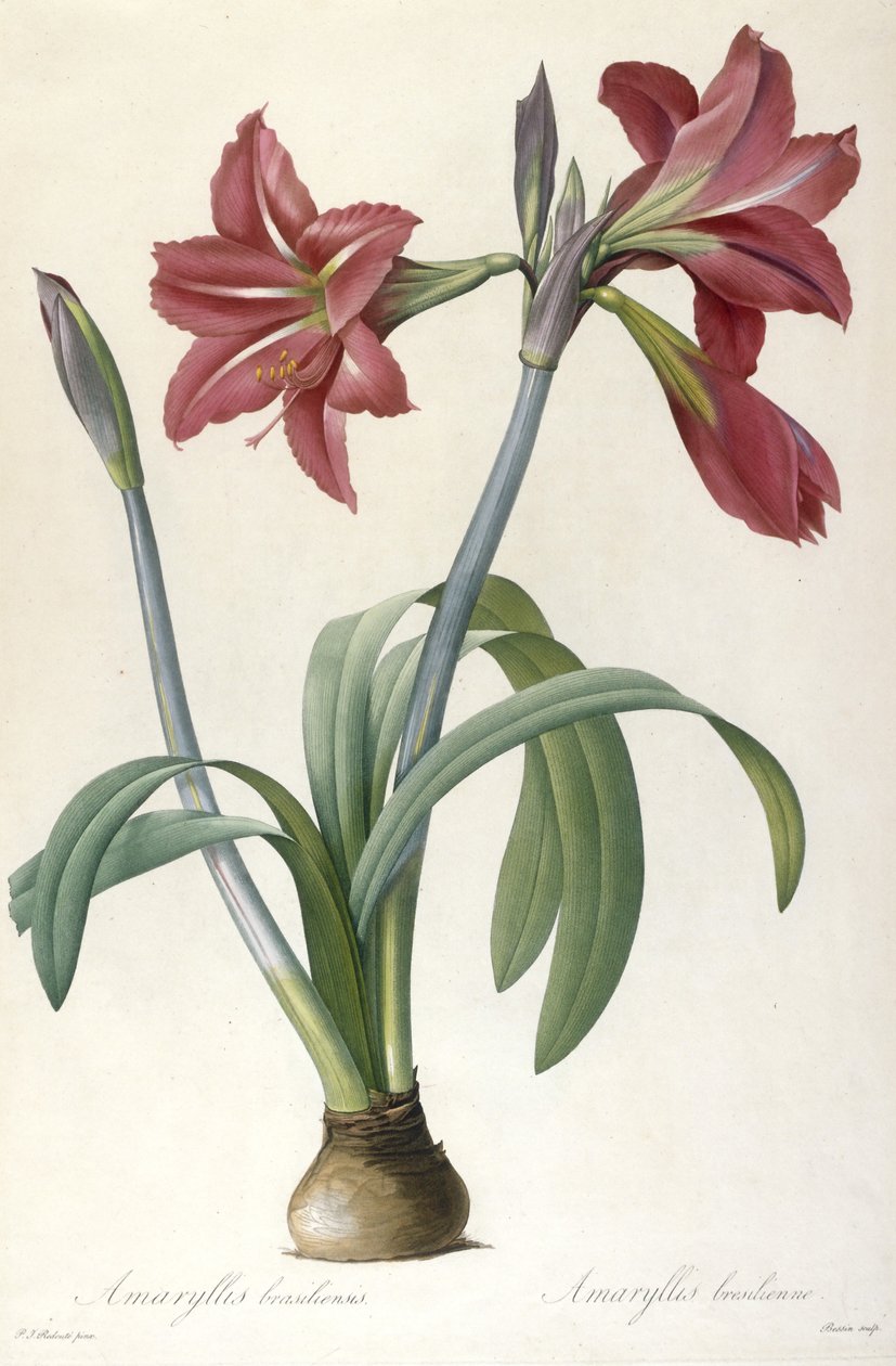 Amaryllis brasiliensis (ब्राज़ीलियन Amaryllis), 1816 द्वारा पियरे जोसेफ रेडाउट