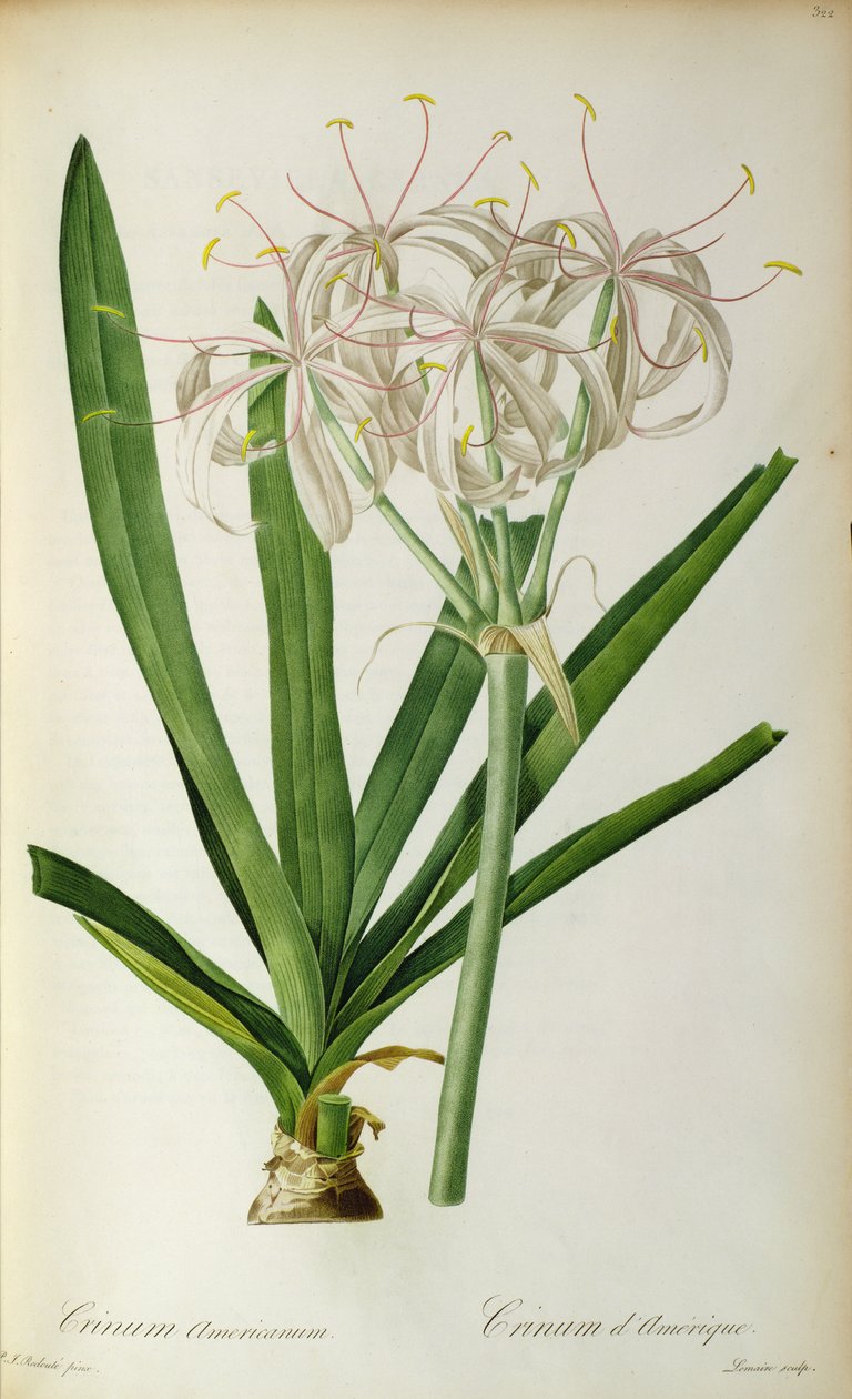 Crossyne अमेरिकी, `लेस लिली, 1805-1816 से द्वारा पियरे जोसेफ रेडाउट