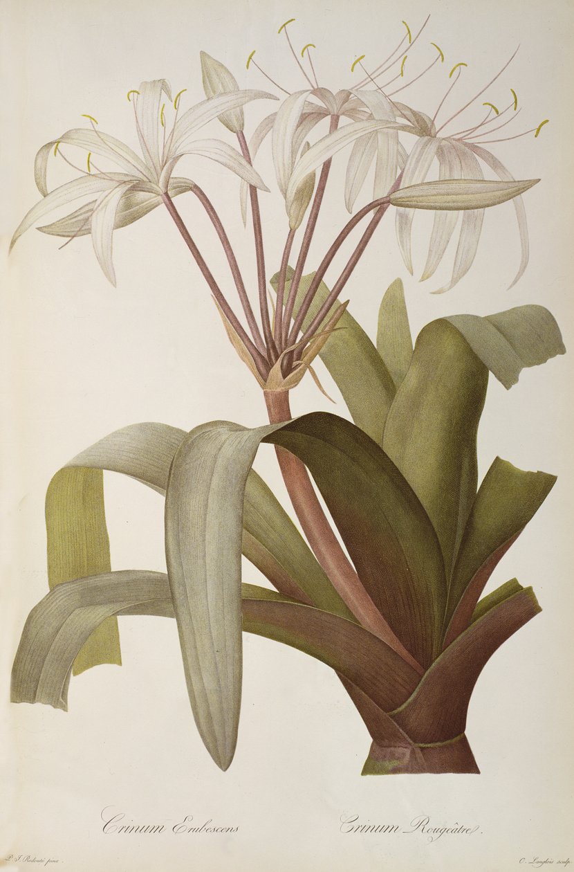 Crossyne शर्म या Crossyne rougeàtre `लेस Liliacearum, 1803 से, प्रकाशित 1805-1816 द्वारा पियरे जोसेफ रेडाउट