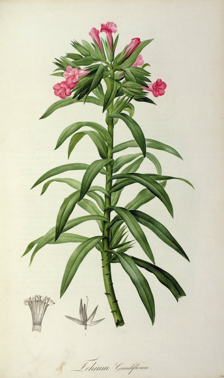 इचियम ग्रैंडिफ्लोरम, `द गार्डन ऑफ मैल्मिसन &39;से, 1802 द्वारा पियरे जोसेफ रेडाउट