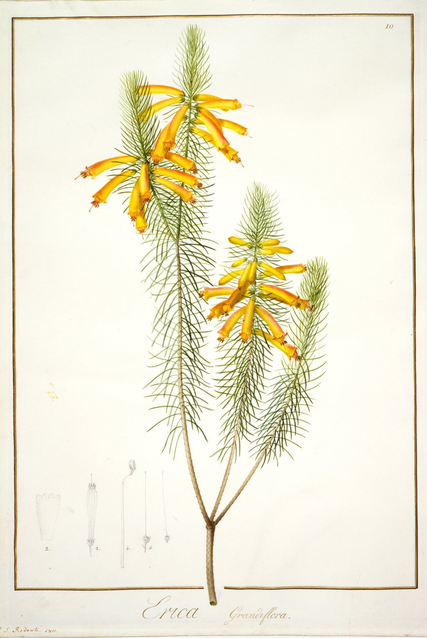 एरिका ग्रैंडिफ्लोरा, 1811 (वेल्लुम पर ग्रेफाइट के निशान पर wc und bodycolour द्वारा पियरे जोसेफ रेडाउट