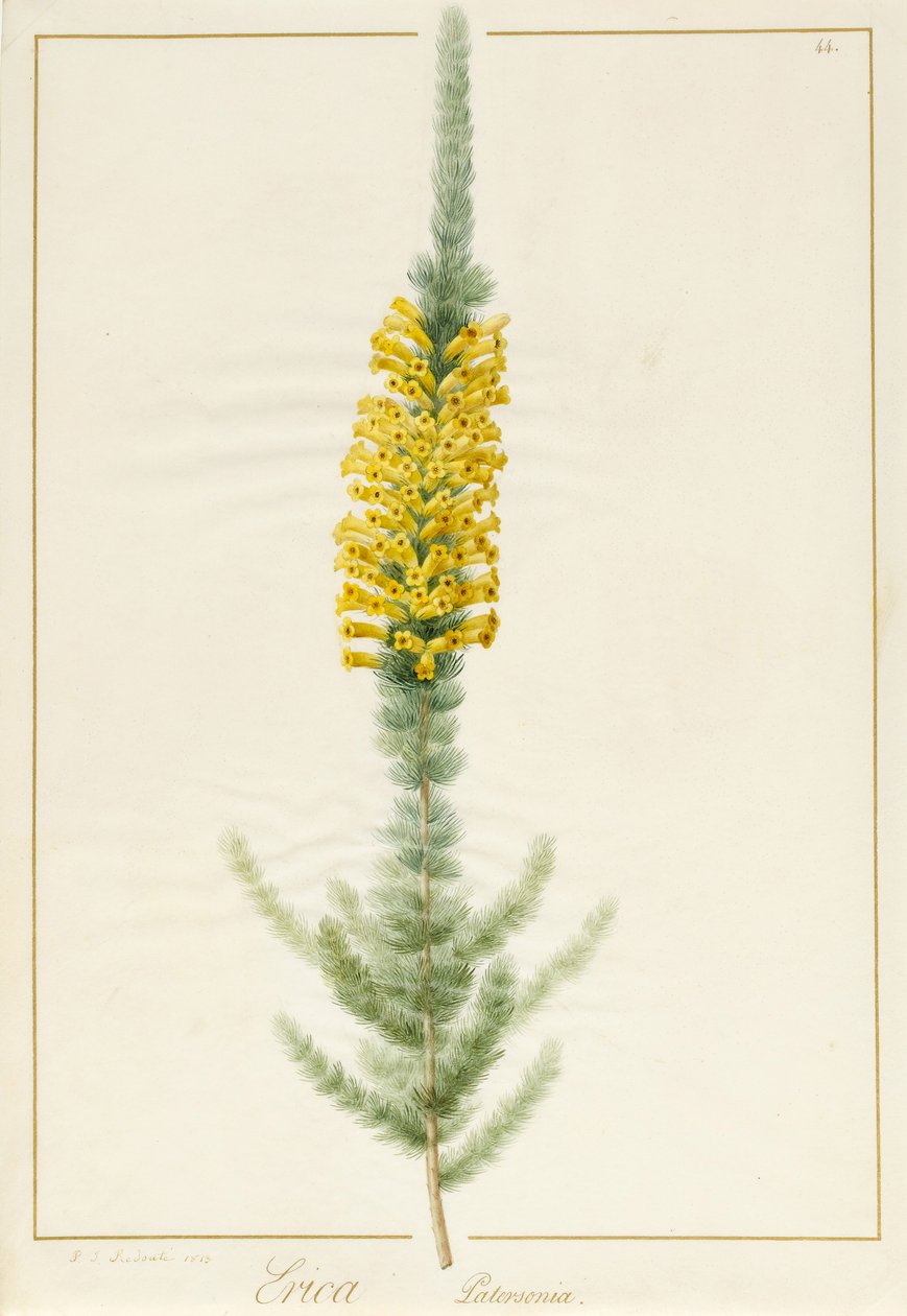 एरिका पैटरसनिया, 1813 (डब्ल्यूसी और बॉडीकोल ओवर ग्रेफाइट ऑन वेल्लम) द्वारा पियरे जोसेफ रेडाउट