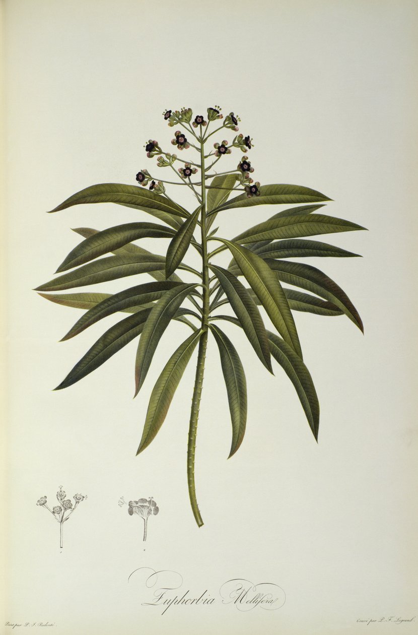 यूफोरबिया मेलिफ़ेरा, `द गार्डन ऑफ़ माल्मिसन &39;से, 1802 द्वारा पियरे जोसेफ रेडाउट