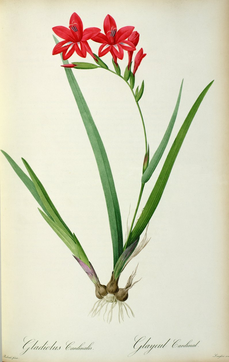 ग्लेडियोलस कार्डिनल, `लेस Liliacearum, 1805 से द्वारा पियरे जोसेफ रेडाउट