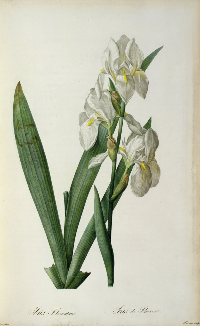 आइरिस फ्लोरेंटिना, &39;लेस लिलियास&39; से, 1805 द्वारा पियरे जोसेफ रेडाउट