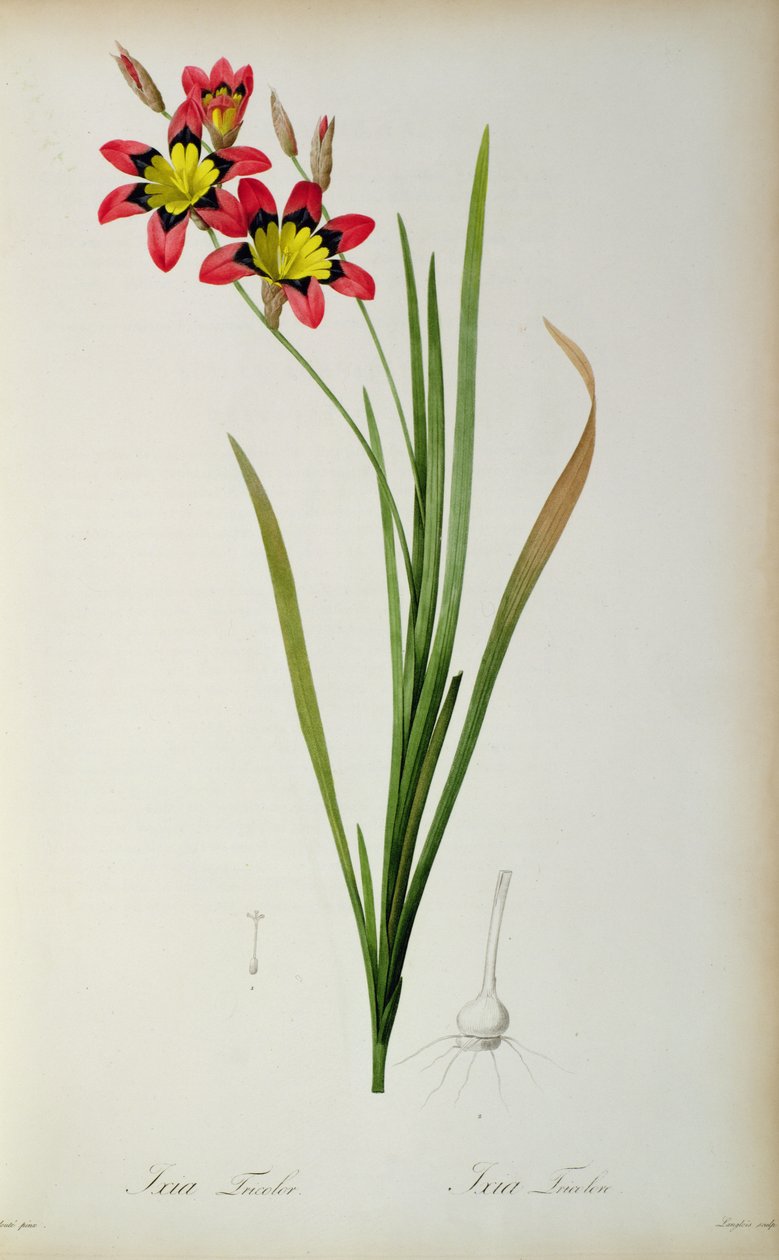 Ixia तिरंगा, `Les Liliacees &39;से, 1805 द्वारा पियरे जोसेफ रेडाउट