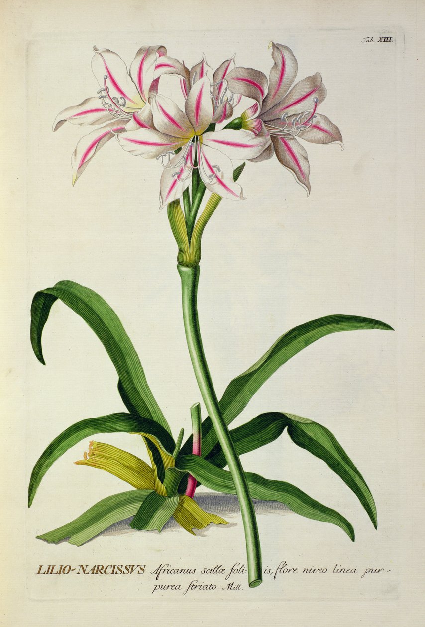 Narcissus, लिली अफ्रीकी, पौधों का चयन से, "याकूब Trew द्वारा (1695-1769), प्रकाशित 1750-1773 द्वारा पियरे जोसेफ रेडाउट