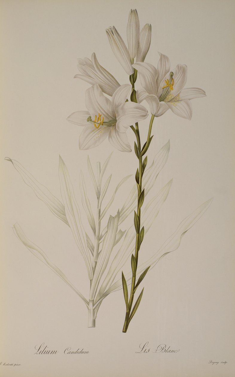 सफेद लिली, `लेस Liliacearum 1807 से द्वारा पियरे जोसेफ रेडाउट