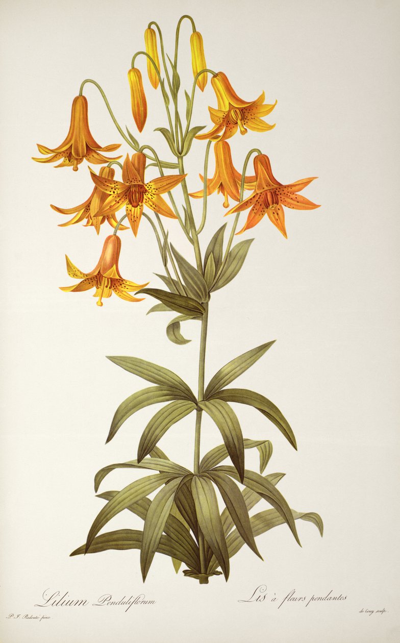 Penduliflorum लिली, `लेस Liliacearum, 1811 से द्वारा पियरे जोसेफ रेडाउट