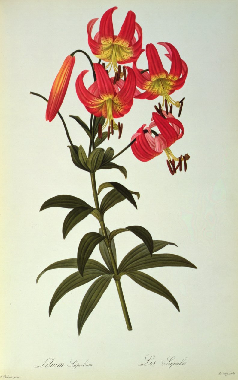 लिली के गौरव, `लेस Liliacearum, 1805 से द्वारा पियरे जोसेफ रेडाउट