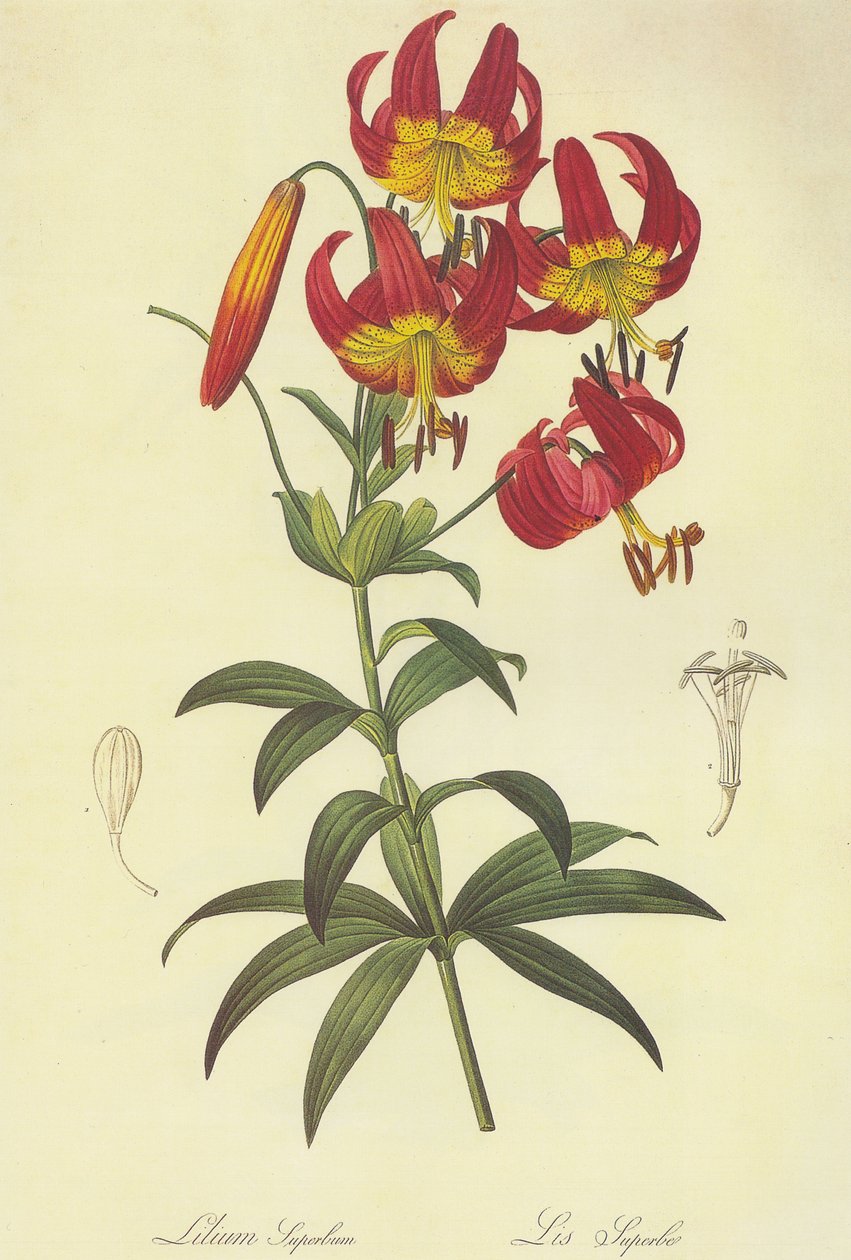 लिली आत्म Lithographie द्वारा पियरे जोसेफ रेडाउट
